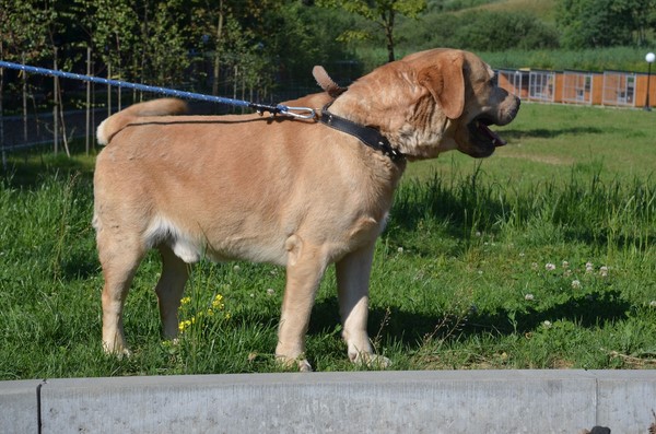 Labrador z Potoka - 2