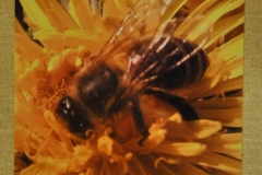 Pszczoła w obiektywie